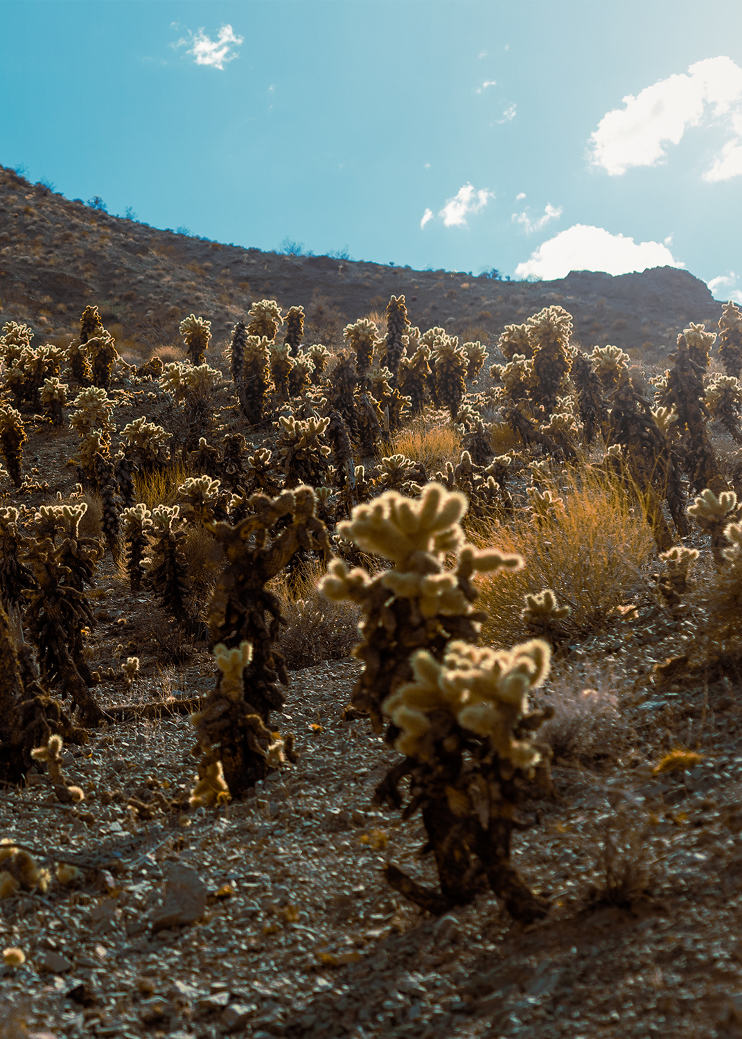 Nevada wüste Kaktus
